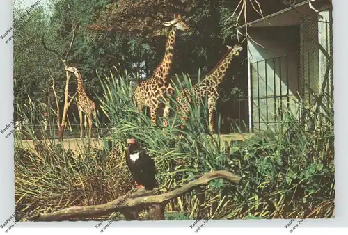 4650 GELSENKIRCHEN, ZOO, Giraffen