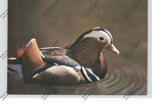 ZOO - MÜLHAUSEN, Mandarin-Ente / Duck