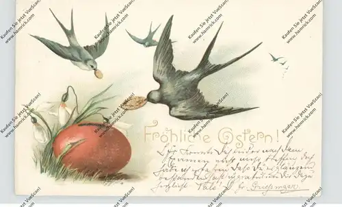 OSTERN - Schwalben / Zwalufen / Swallows / Hirondelles / Golondrinas / Rondini, bringen Goldmünzen in eine Eiersparbüchs