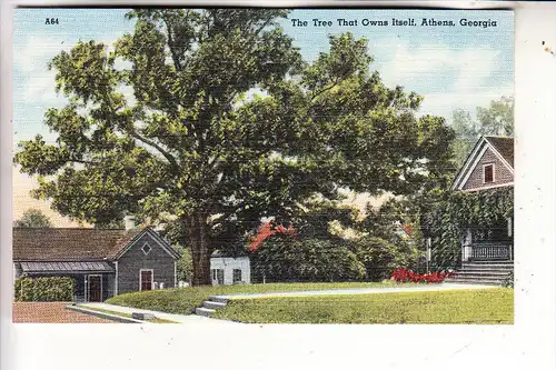 USA - GEORGIA - ATHENS, Tree that owns itself