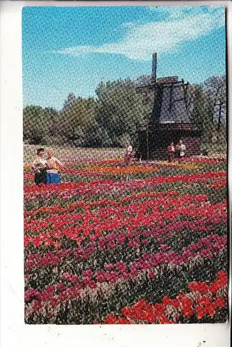 WINDMÜHLE / Mill / Molen / Moulin - HOLLAND / USA, Michigan