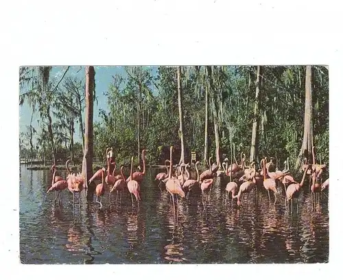 DISNEY - DISNEYWORLD, Treasure Island, Flamingos