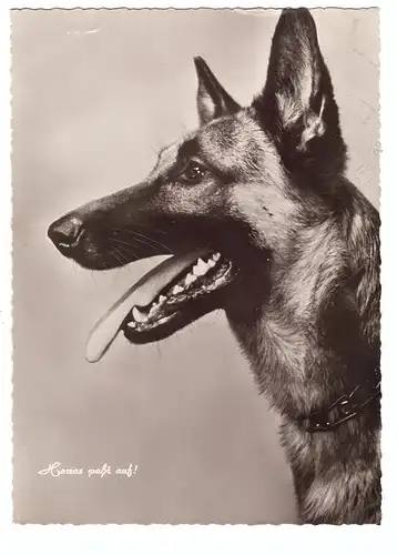 HUNDE - SCHÄFERHUND / german sheep dog / chien de berge, 1961