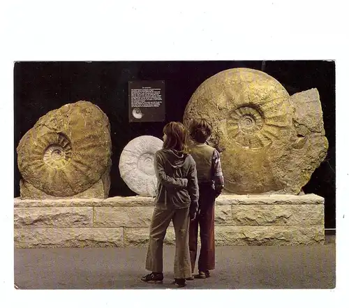 PRÄHISTORISCHE TIERE - RIESENAMMONITEN, Münster, Museum für Naturkunde