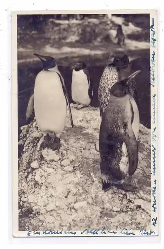 8000 MÜNCHEN, Zoo / Tierpark Hellabrunn, Pinguine, 1935