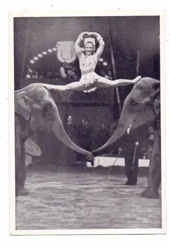 ZIRCUS / CIRCUS - Elefanten-Dressur