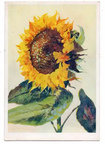 FLORA - SONNENBLUME, Künstler-Karte Carl Braml