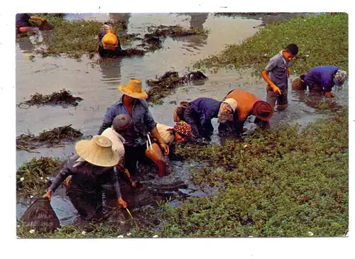 LANDWIRTSCHAFT - fishing from the flooded farms, Thailand