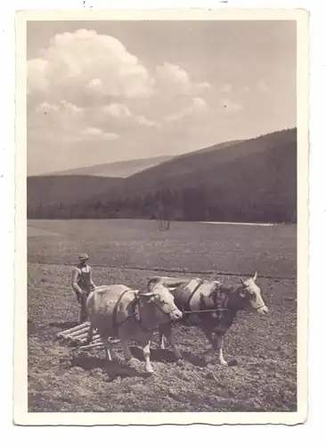 LANDWIRTSCHAFT - Rinderpflug