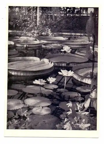 FLORA - Botanischer Garten München, Victoria Cruziana / Riesenseerose & Nymphaea Lotus / Ägyp. Lotusblume