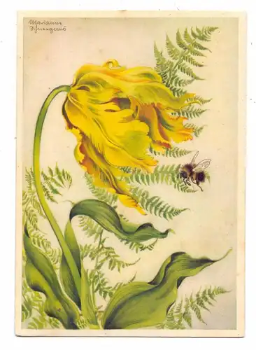 FLORA - PAPAGEIENTULPE, Künstler-Karte Marianne Schneegans