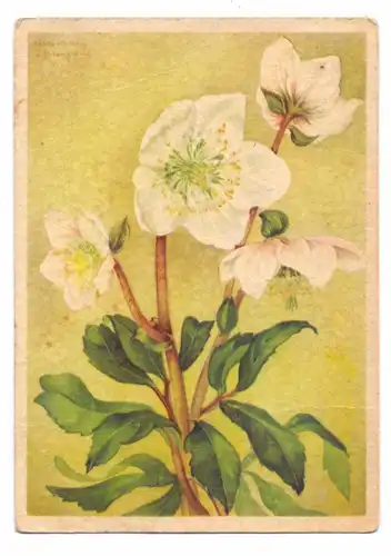 FLORA - CHRISTROSE, Künstler-Karte Marianne Schneegans