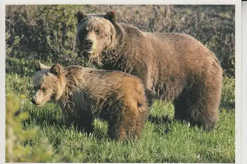 TIERE - BÄR - Grizzly Bear & Cubs