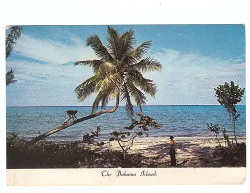 BAHAMAS - Bahamian climbs for y Coconut
