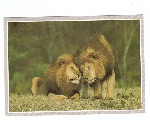 TIERE - LÖWEN / Lions / Leeuw / Leone, Kenia