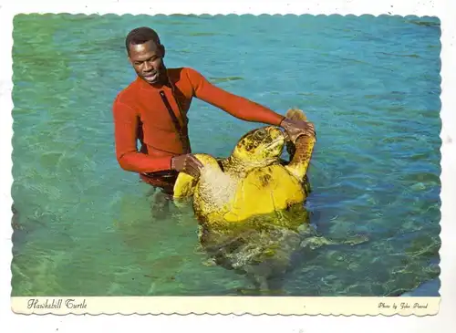 SCHILDKRÖTE / Turtle / Tortue / Zeeschildpad, Hawksbill Turtle, Bahamas 1979