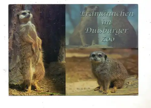 4100 DUISBURG, Zoo, Erdmännchen