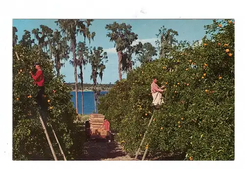 LANDWIRTSCHAFT - Orangenernte / orange picking Florida