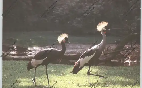 5650 SOLINGEN - GRÄFRATH, Tierpark / Zoo, Kronenkraniche