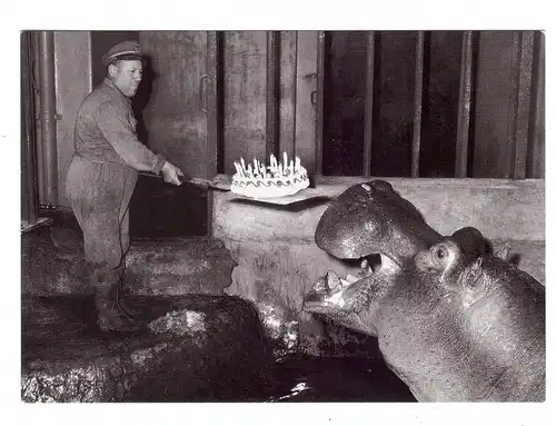 TIERE - FLUSSPFERD / HIPPO, Hippopotamus Birthday