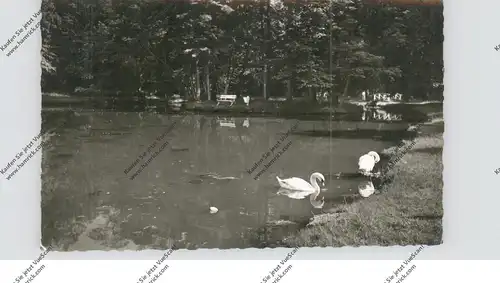 4444 BAD BENTHEIM, Schwanenteich im Kurpark, 1958