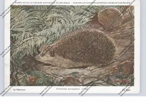 IGEL / Hedgehog / Herisson / Egel / Riccio, Naturhistorisches Museum Belgien