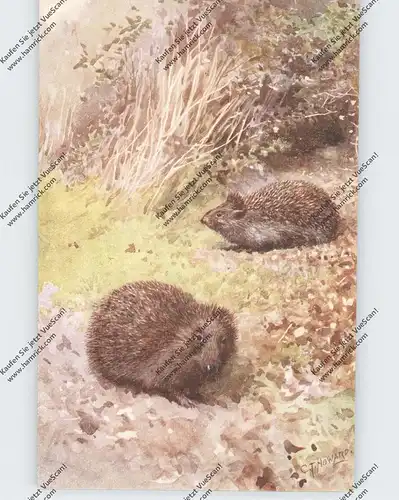 IGEL / Hedgehog / Herisson / Egel / Riccio, Künstler-Karte C.T. Howard