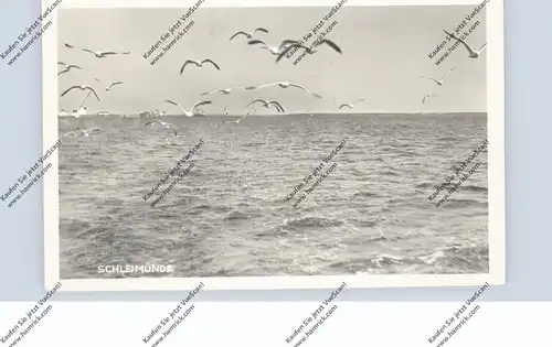 2341 MAASHOLM - SCHLEIMÜNDE, Ansicht von See mit Möven, Landpoststempel, 1957
