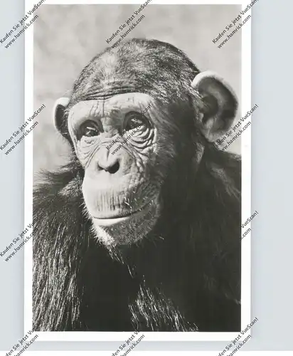 ZOO - MÜNCHEN Hellabrunn, Schimpanse