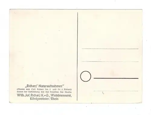 5330 KÖNIGSWINTER - HEISTERBACH, Klosterruine, Richarz Naturaufnahmen