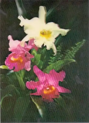 3D - Orchids - Toppan