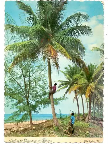 BAHAMAS - Climbing for Coconuts