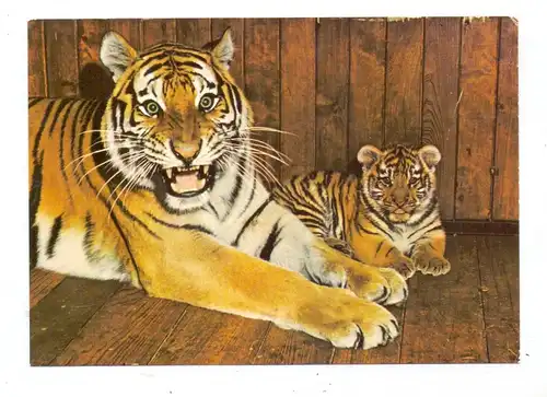 ZOO - LEIPZIG, Sibirischer Tiger mit Jungem