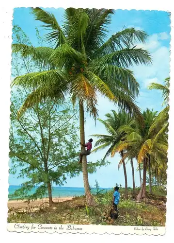 JAMAICA - Climbing for Coconuts