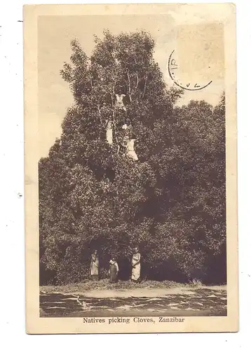 TANSANIA - ZANSIBAR, Natives picking Cloves, 1929