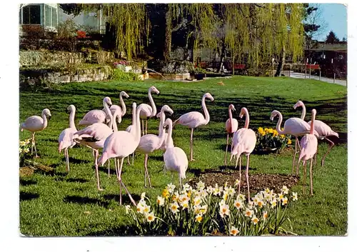 ZOO - Zoo Zürich, Flamingos