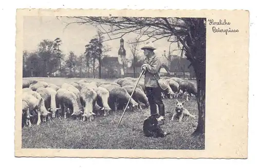 LANDWIRTSCHAFT - Schafhirte, Schafherde, Hirtenhunde, 1938