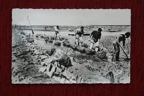F 17310 Ile d'Oleron,  Parc a hultres, Austern - oysters