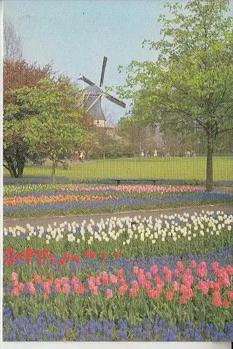 MÜHLE - WINDMÜHLE / Molen / Mill / Moulin - Keukenhof, Lisse