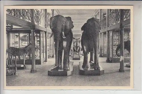 TIERE - ELEFANT, Brussel, Institut Royal