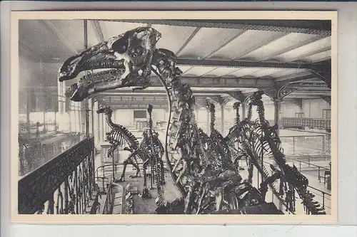 TIERE - PRÄHISTORISCH, Brussel, Institut Royal, Iguanodons