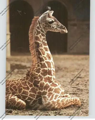 1000 BERLIN, ZOO, Junge Massai Giraffe, 1971