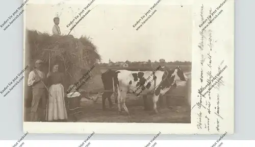 0-7940 JESSEN - HOLZDORF, Photo-AK Ochsengespann, Landwirtschaft, 1906