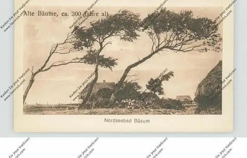 2242 BÜSUM, Alte Bäume, ca. 300 Jahre alt