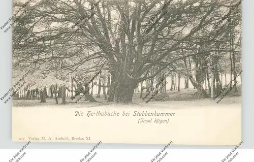 0-2355 SASSNITZ - STUBBENKAMMER, Herthabuche, ca. 1905