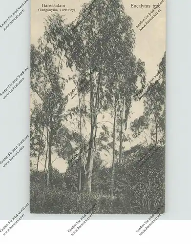 TANZANIA - DARESSALAM, Eucalytus tree