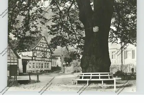 0-5906 RUHLA - THAL, 600 Jahre alte Linde