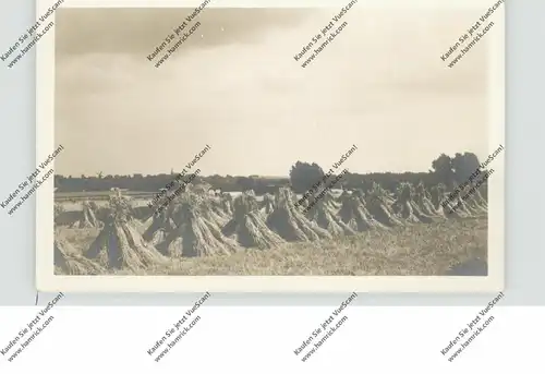 LANDWIRTSCHAFT, Heuernte, Photo-AK
