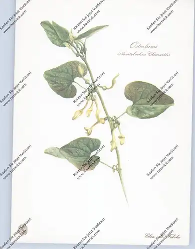 MEDIZIN - Homöopathische Heilpflanzen, Aristolochia Clematitis / Osterluzei, Fa. Dr. Wilmar Schwabe - Karlsruhe