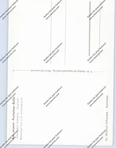 MEDIZIN - Homöopathische Heilpflanzen, Aristolochia Clematitis / Osterluzei, Fa. Dr. Wilmar Schwabe - Karlsruhe